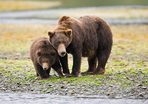 istock Brown Bear Mother and Cub 157589506