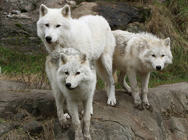 istock Adult with Two Young Arctic Wolf Cubs 157589510