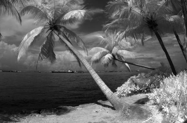istock palmtrees in infrared at sentosa island 157589617