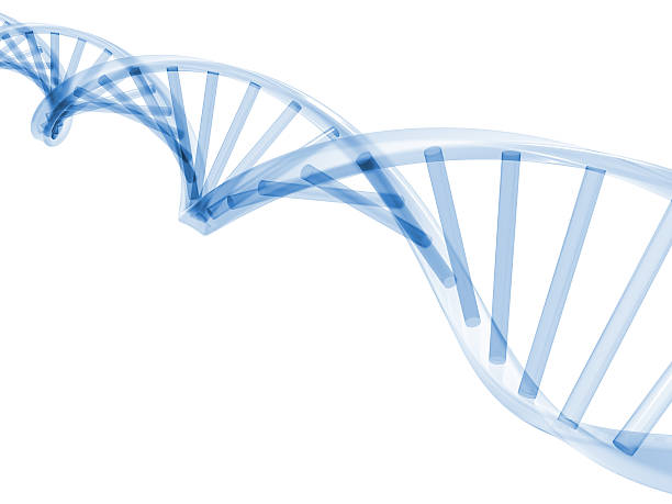 3 d の dna は - ヘリックス模型 ストックフォトと画像