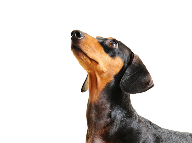 такса собака изолирован на белом - dachshund dog small black стоковые фото и изображения