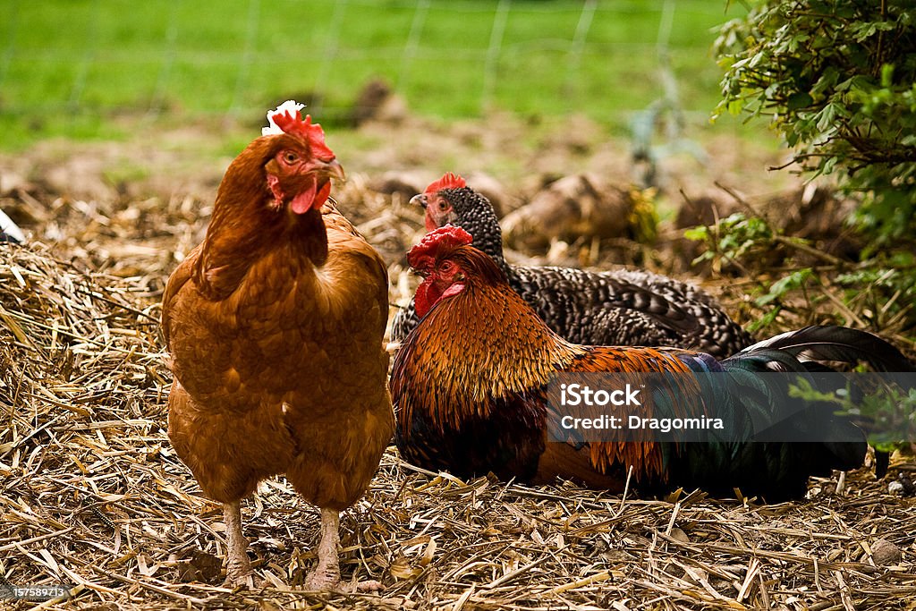 Pollo in paglia - Foto stock royalty-free di Pollo