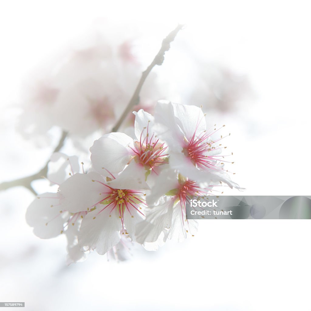 Fiori di primavera - Foto stock royalty-free di Mandorlo