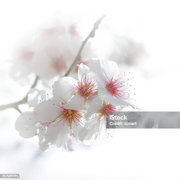 Fiori Di Primavera - Fotografie stock e altre immagini di Mandorlo - Mandorlo, Fiore, Albero