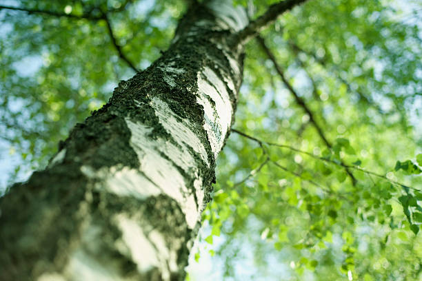 brzoza - silver birch tree zdjęcia i obrazy z banku zdjęć