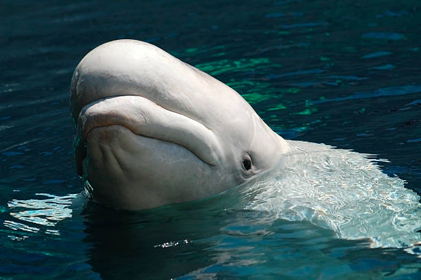 beluga-wal - beluga whale stock-fotos und bilder