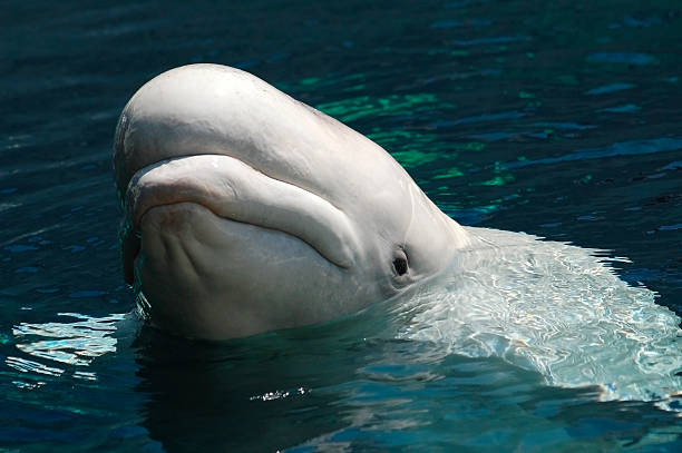 beluga - steiner foto e immagini stock
