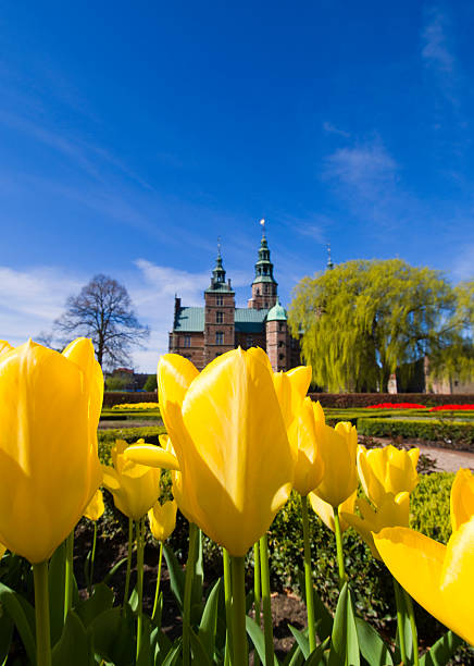 istock Tulips and Rosenborg Castle 157589935