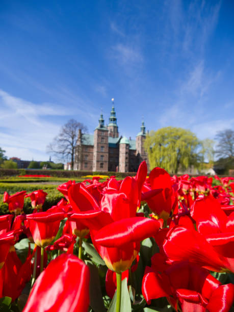 istock Tulips in King's Garden, Copenhagen 157589936