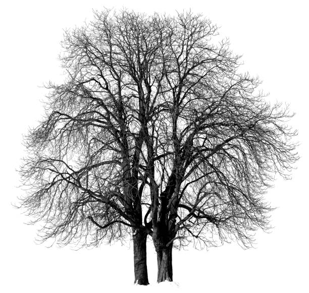 istock Chestnut trees (Aesculus hippocastanum) in winter isolated/black and white . 157589950