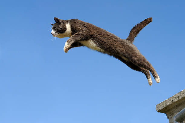 애완고양이 뛰어내림 스톡 사진