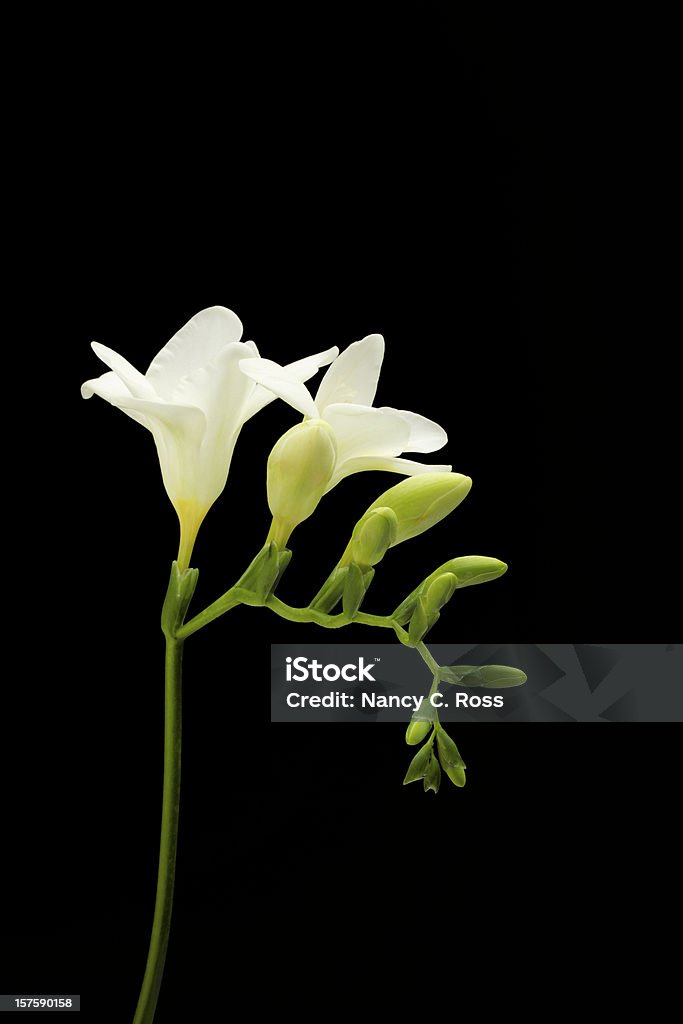 Freesie, Weiße Blume, isoliert auf schwarz, Frühling - Lizenzfrei Freesie Stock-Foto