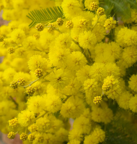 istock Mimosa in flower 157590183