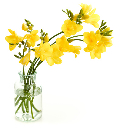 yellow freesia in glass vase on white background