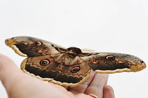 macho gigante traça de pavão na mão da mulher - saturn moth imagens e fotografias de stock