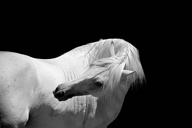 istock White Stallion Horse Andalusian BW 157590407