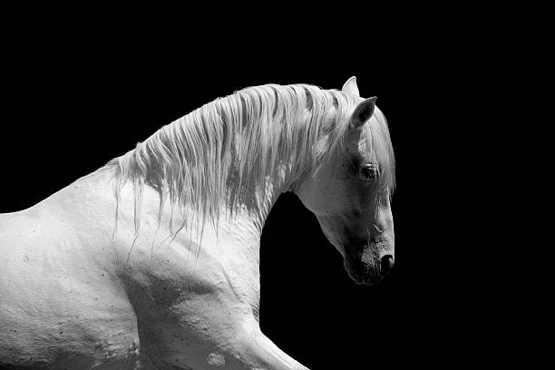 istock White Stallion Horse Andalusian BW 157590409