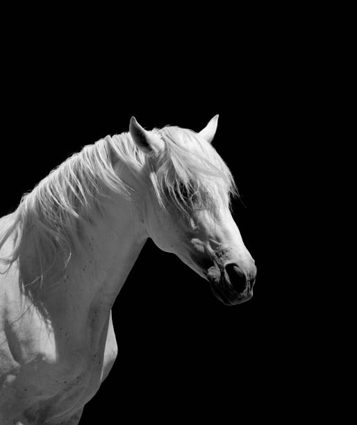 istock White Stallion Horse Andalusian BW 157590412