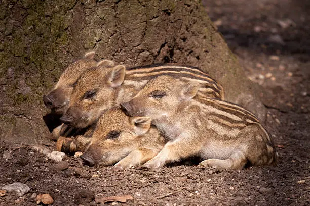 Piglets of Wild Boar at the Veluwe in the Netherlands.