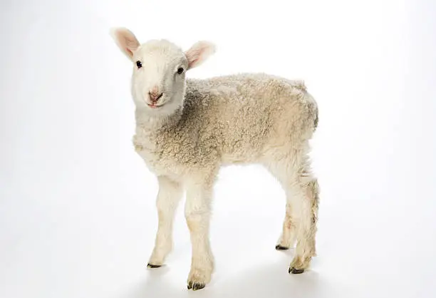 Young white lamb on white background looking at the camera with a curious expression. Pink lined ears and nose, bright black eyes and tiny black hooves with a curly nubby coat. 