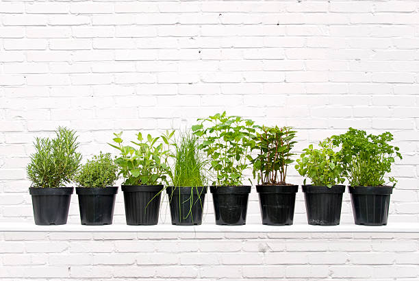 허브 - oregano herb garden herb gardens 뉴스 사진 이미지