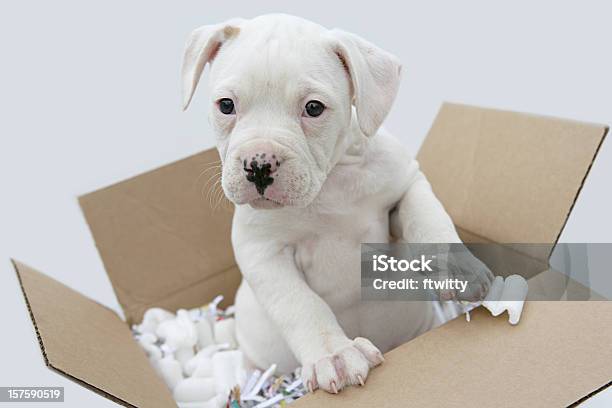 Mover Su Mascota Foto de stock y más banco de imágenes de Bulldog Americano - Bulldog Americano, Cachorro - Perro, Animal