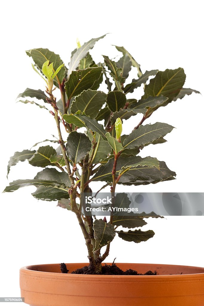 Bay Laurel (Laurus nobilis - Lizenzfrei Blatt - Pflanzenbestandteile Stock-Foto