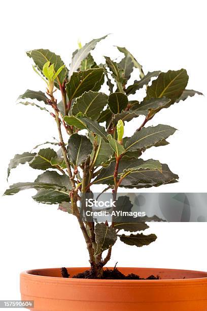 Photo libre de droit de Bay Laurel Laurus Nobilis banque d'images et plus d'images libres de droit de Arbre à feuilles persistantes - Arbre à feuilles persistantes, Botanique, Couleur verte