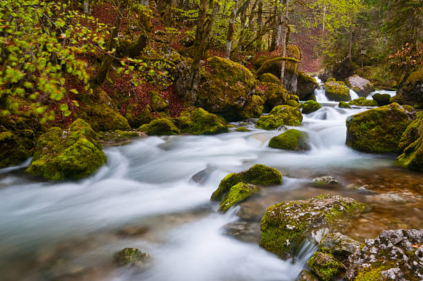 una corriente de agua - flowing water stream moss river fotografías e imágenes de stock
