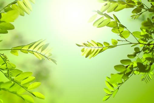 Natural background composed of sunlight, green color and locust tree.