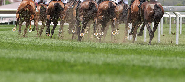 de caballos corriendo - traditional sport fotograf�ías e imágenes de stock