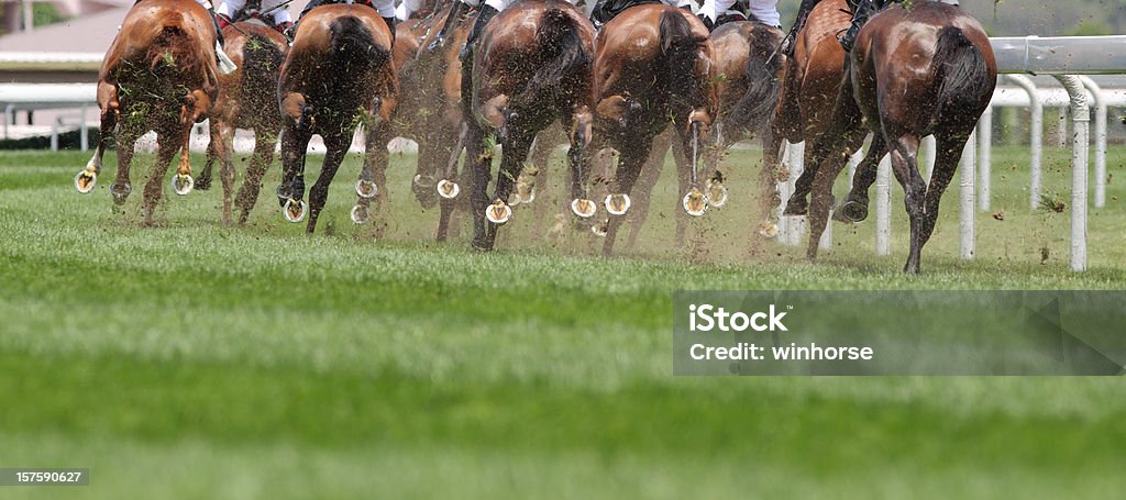 Horse Running  Horse Racing Stock Photo