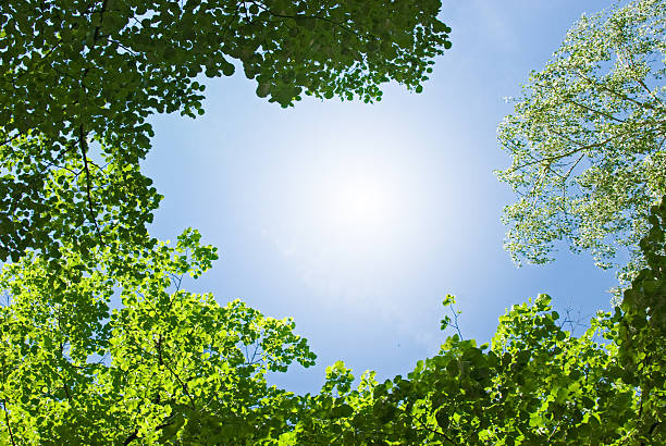 clear himmel - spring air lush foliage branch stock-fotos und bilder