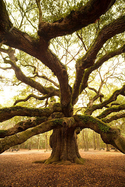 istock Ancient Angel Oak near Charleston 157590657
