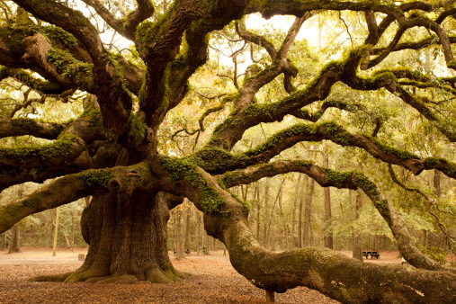 Centuries old Oak tree Newbourne Springs woodland,  Suffolk, England