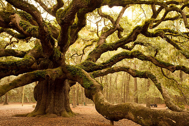 Ancient Angel Oak near Charleston  charleston south carolina photos stock pictures, royalty-free photos & images