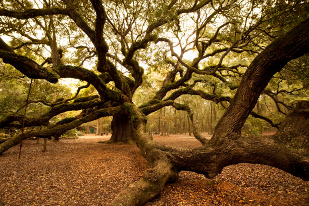 istock Ancient Angel Oak near Charleston 157590661
