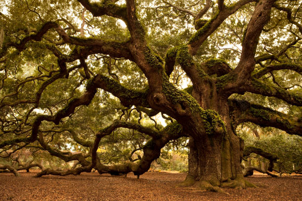 istock Ancient Angel Oak near Charleston 157590663