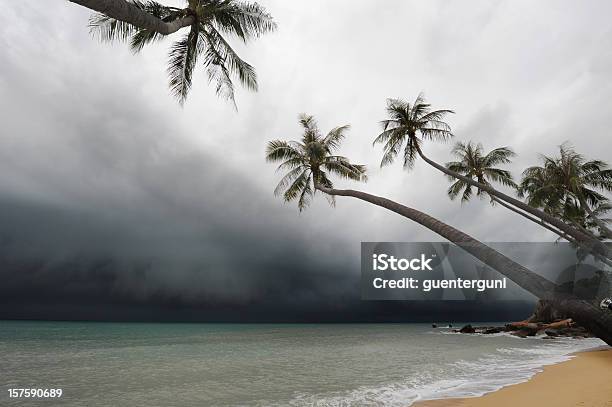 Some Minutes Before The Typhoon Stock Photo - Download Image Now - Tropical Storm, Palm Tree, Typhoon