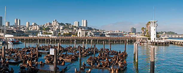 San Francisco Fishermans Wharf pier sea lions North Beach California  fishermans wharf stock pictures, royalty-free photos & images