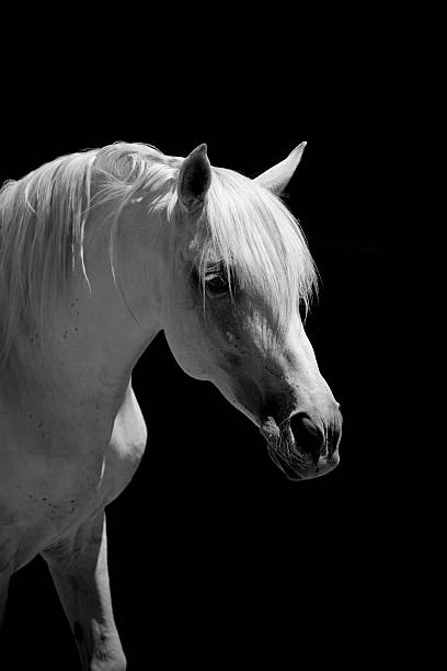 White Stallion Horse Andalusian BW stock photo