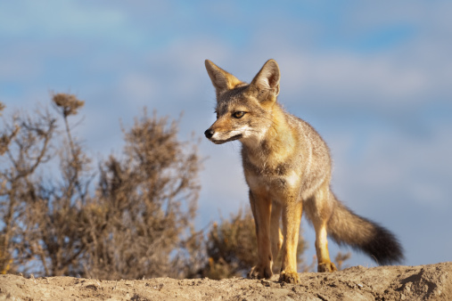 The gray fox (Urocyon cinereoargenteus), or grey fox, is an omnivorous mammal of the family Canidae, widespread throughout North America and Central America.  Sonoran Desert, Arizona.