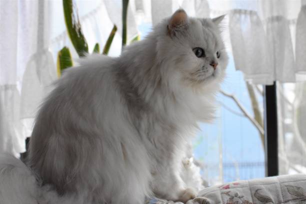 cat Cat relaxing on the back of the sofa white persian cat stock pictures, royalty-free photos & images