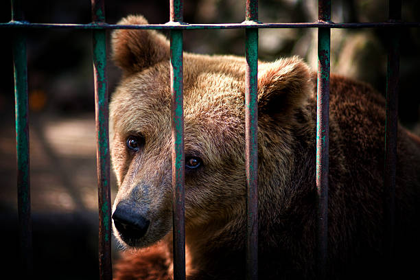 Animal Prison Stock Photo - Download Image Now - Bear, Cage, Sadness -  iStock