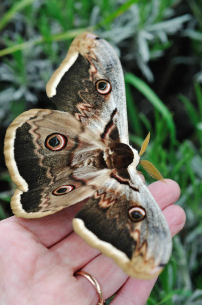 istock Male Giant Peacock Moth on woman's hand 157590981
