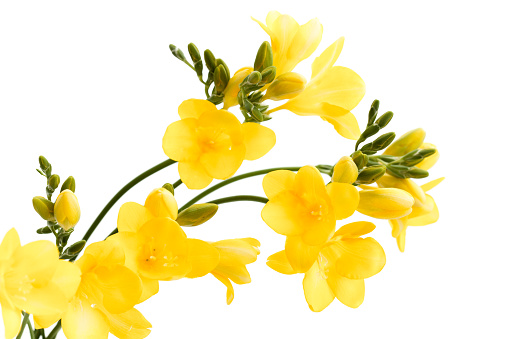 Close-up of yellow flowers on the background of the morning sky. natural landscape.