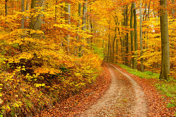 chemin de randonnée à travers la forêt mixte arbre à feuilles caduques d'automne - beech tree wilderness area forest log photos et images de collection