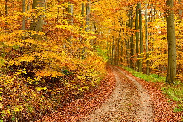 Hiking Path through Mixed Deciduous Tree Forest in Autumn stock photo