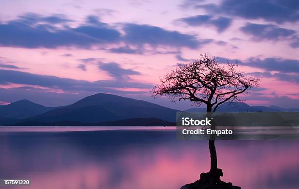 Milarrochy 湾ロックロモンドの夕暮れ時です - ローモンド湖のストックフォトや画像を多数ご用意 - ローモンド湖, 一本の木, イギリス