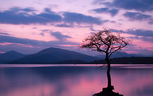 Isolated tree on Milarrochy Bay, Loch Lomond at Sunset stock photo